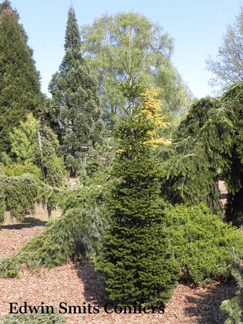 Abies nordmanniana 'Srling'